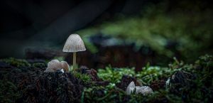 16853_Fotograf_Aage Madsen_Fungi in the wood_
